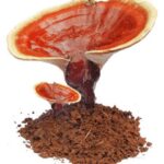 Organo Gold ganoderma